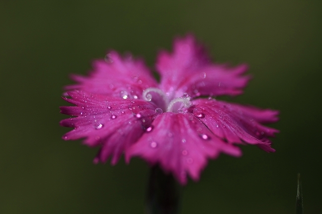 花の涙