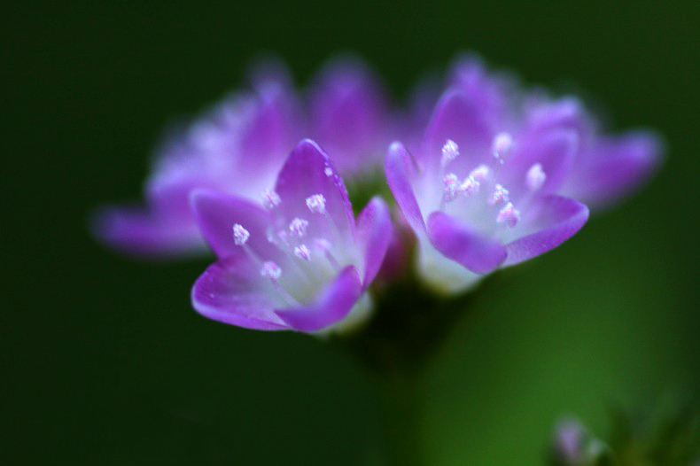 花摘み