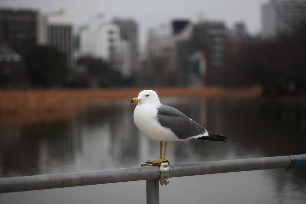 都会のウミネコ