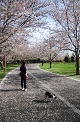 桜のトンネル