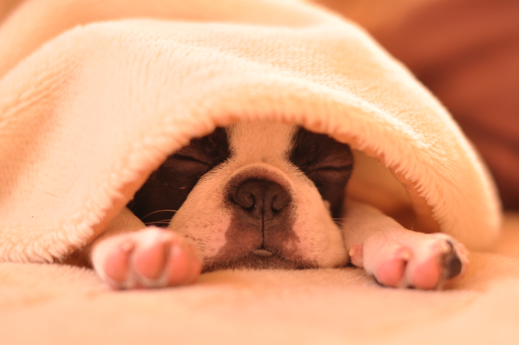 犬もこたつで･･･