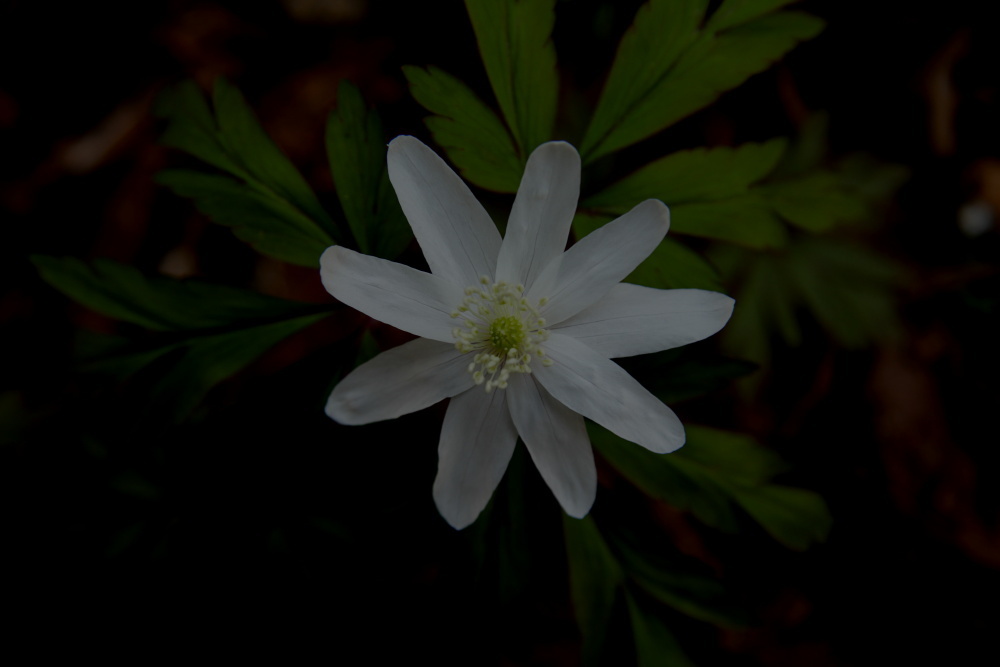 野に咲く小さき花