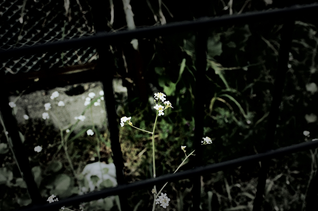 フェンスの中の花
