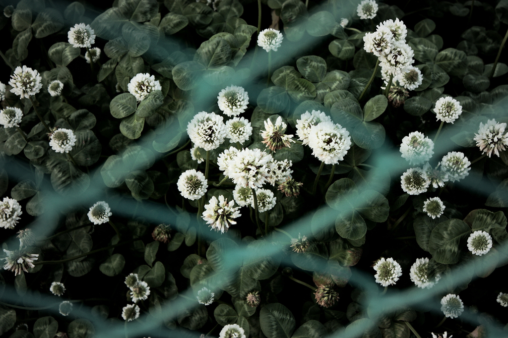 フェンスの中の花