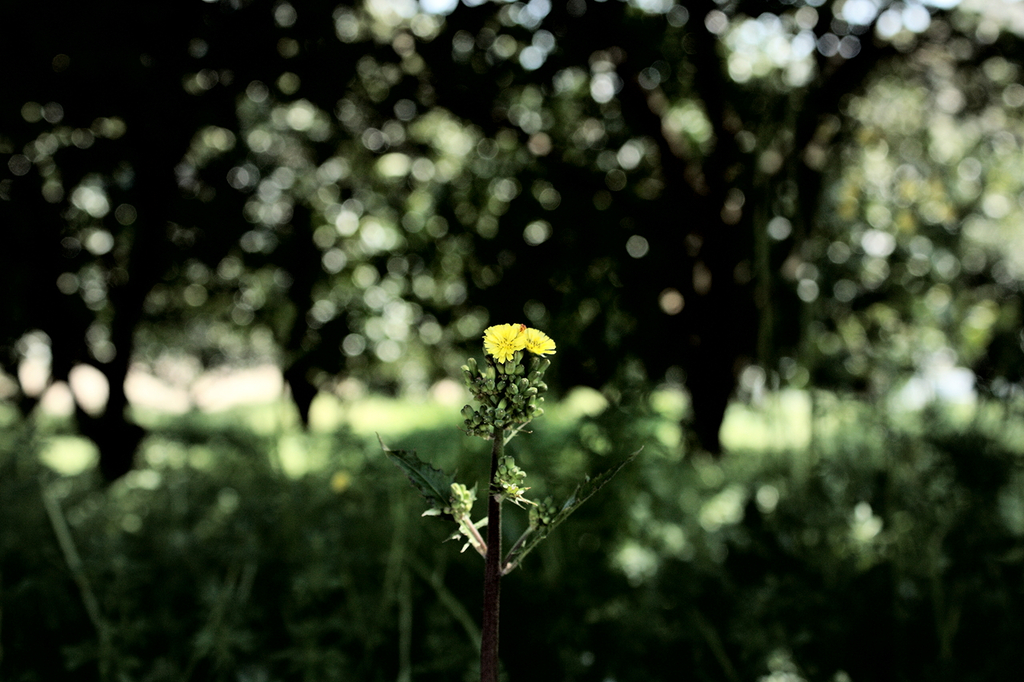 scenery of spring