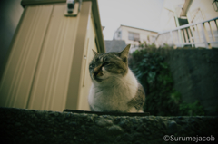 江ノ島の猫#6