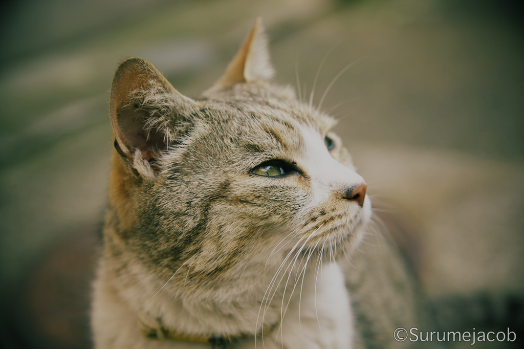 江ノ島の猫#8