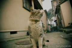 江ノ島の猫#7