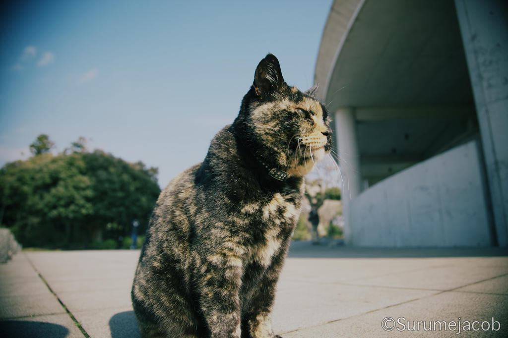 江ノ島の猫#1