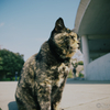 江ノ島の猫#1