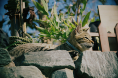 江ノ島の猫#10