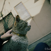 江ノ島の猫#5
