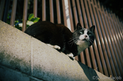 江ノ島の猫#4