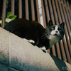江ノ島の猫#4