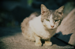 江ノ島の猫#9