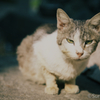 江ノ島の猫#9