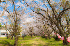 今年最後の桜１