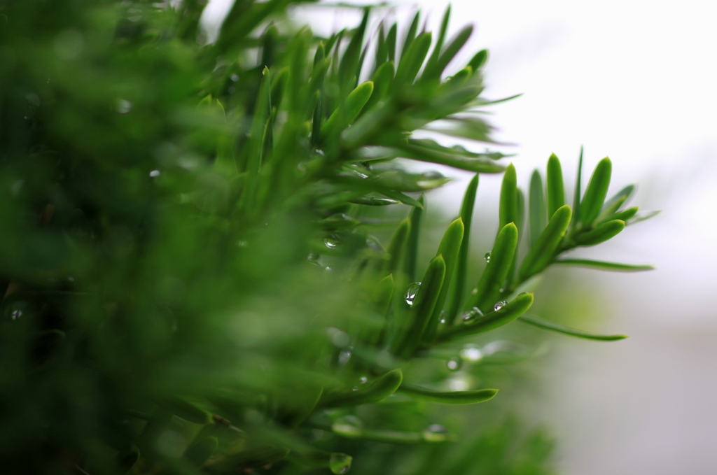 雨の合間にカシャッ