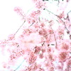 しだれＳＡＫＵＲＡ空