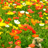 Field poppy and dog2