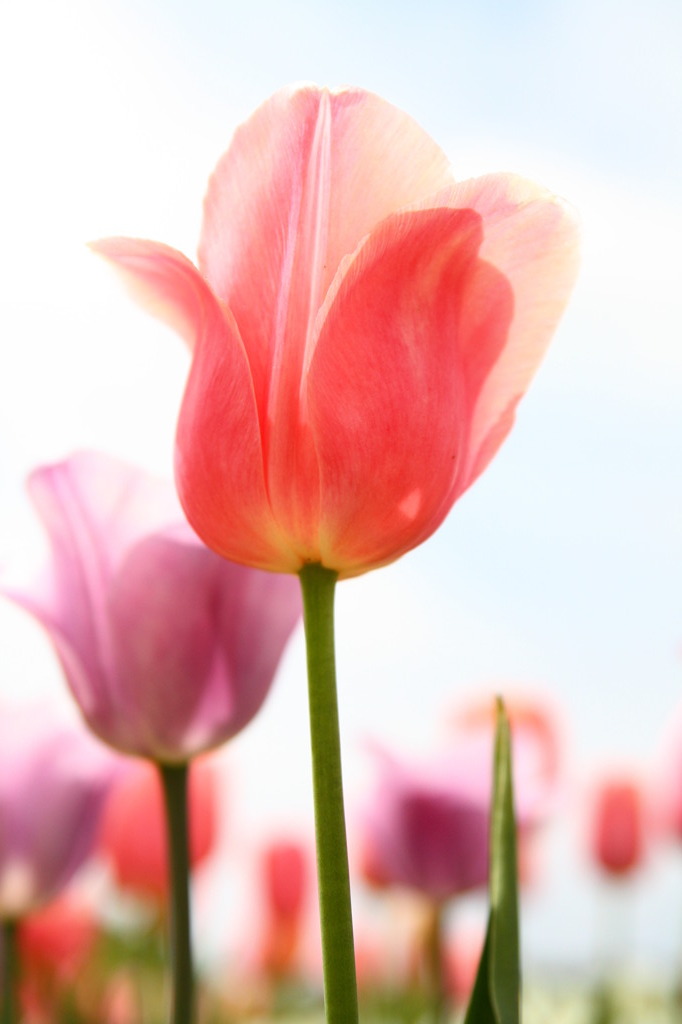 水彩チューリップ