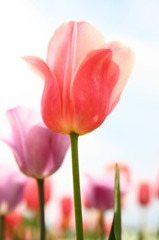 水彩チューリップ