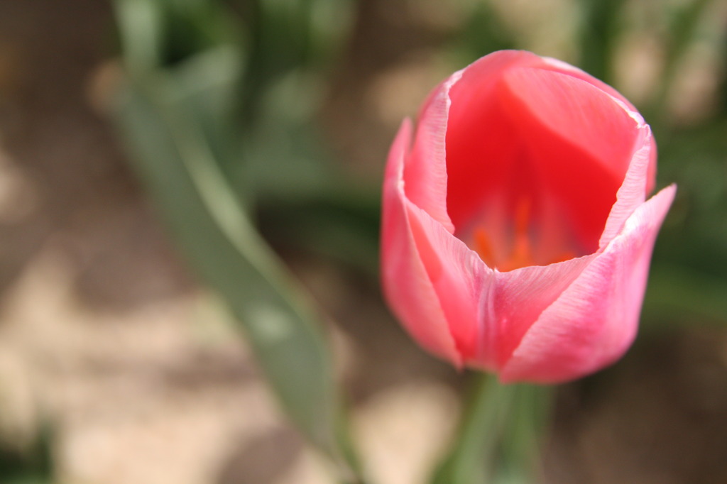 ピンクのグラス