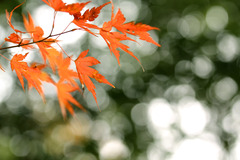 三郎の滝、光紅葉