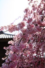 しだれ桜、晴れときどき曇り