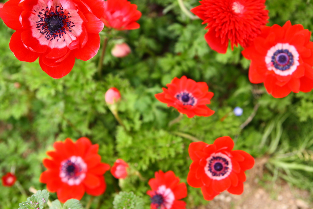 アネモネ、赤く滲む。