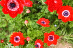 アネモネ、赤く滲む。