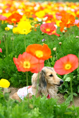 Field poppy and dog