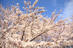 波桜