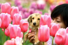 Tulip, dog, and I
