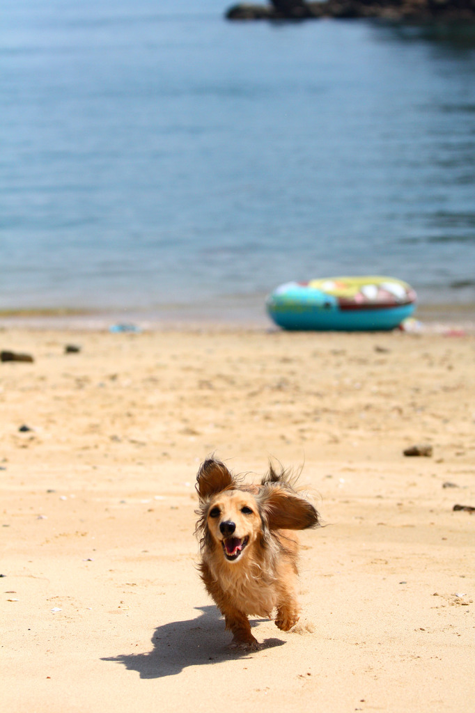 犬も走る夏！090817