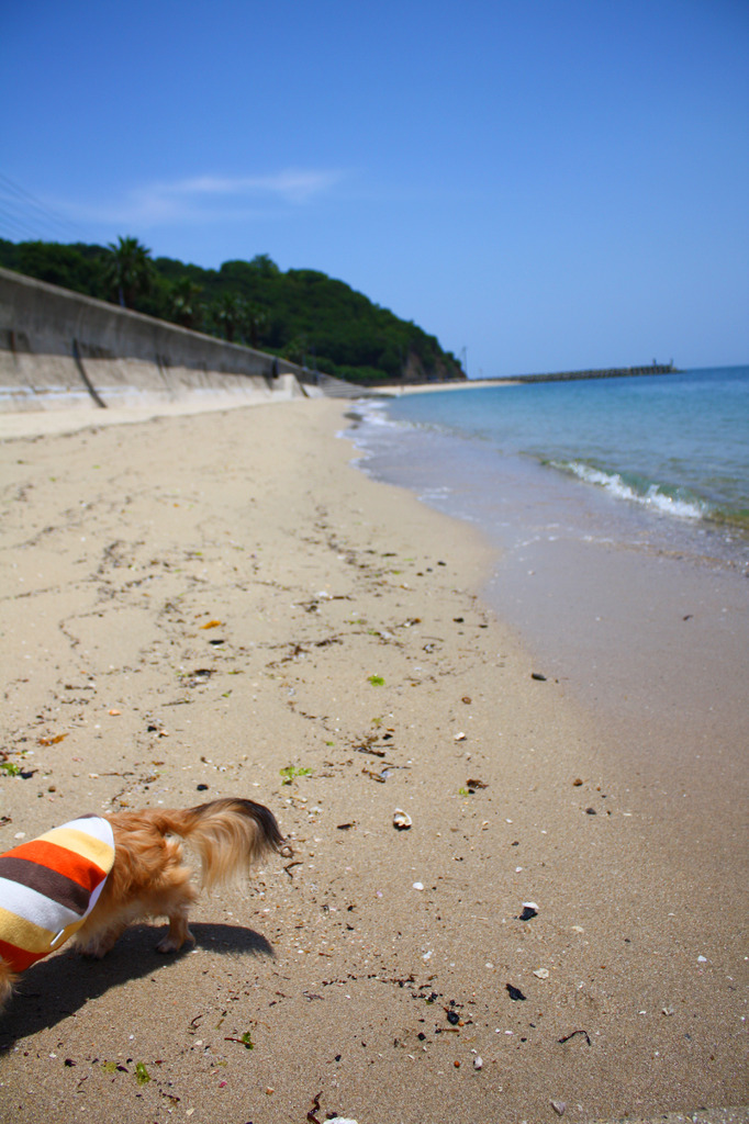 夏はやっぱり海だから