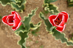 赤いチューリップ葉っぱひらひら