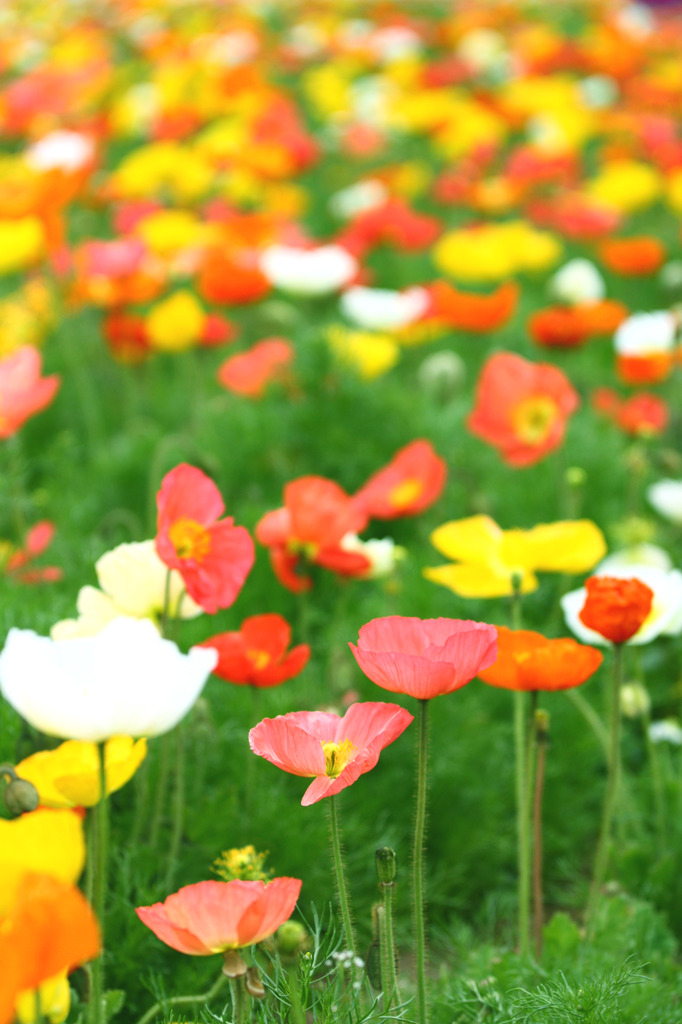 ポピーちゃん’ｓ