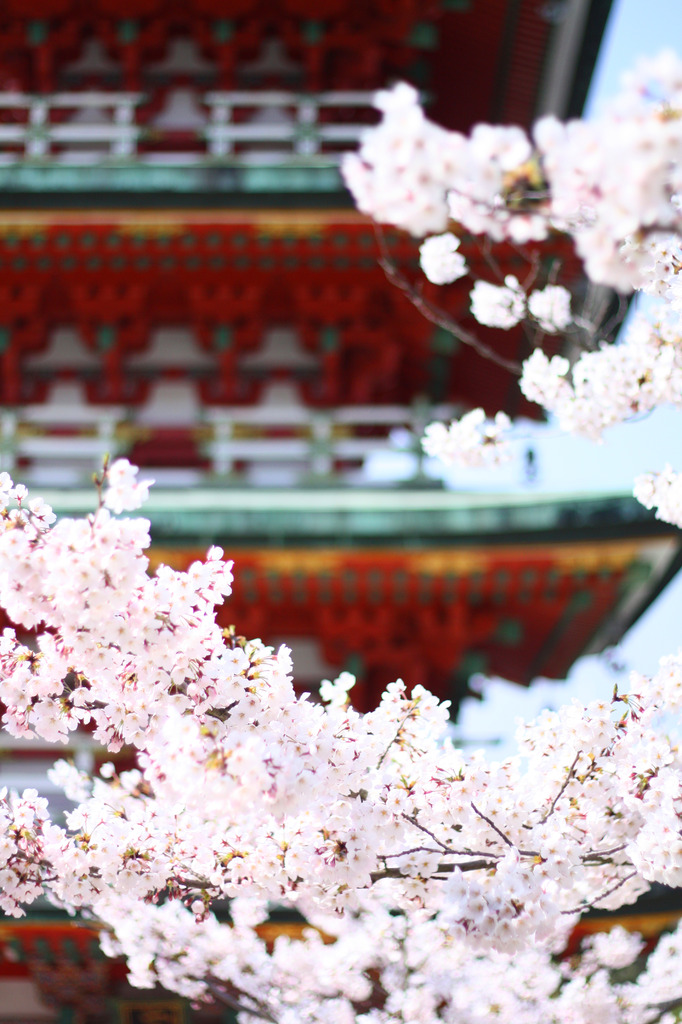 サクラ・ランラン耕三寺２