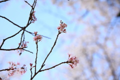 桜ピンクと空ブルー