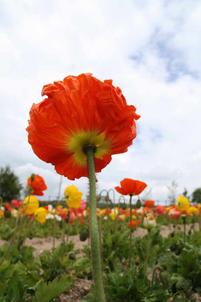 ポピーちゃん後姿