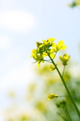 Rape blossoms