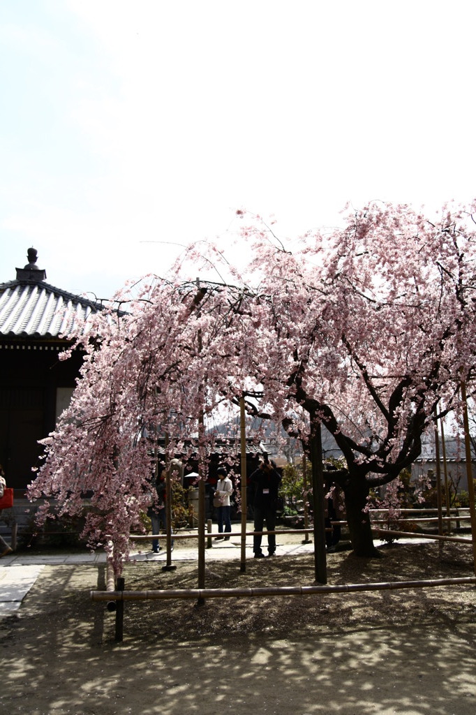 しだれ桜の天寧寺