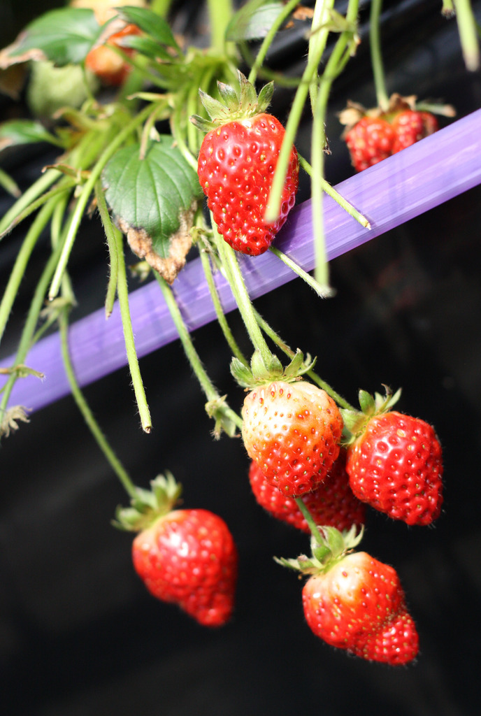 Lovely strawberry