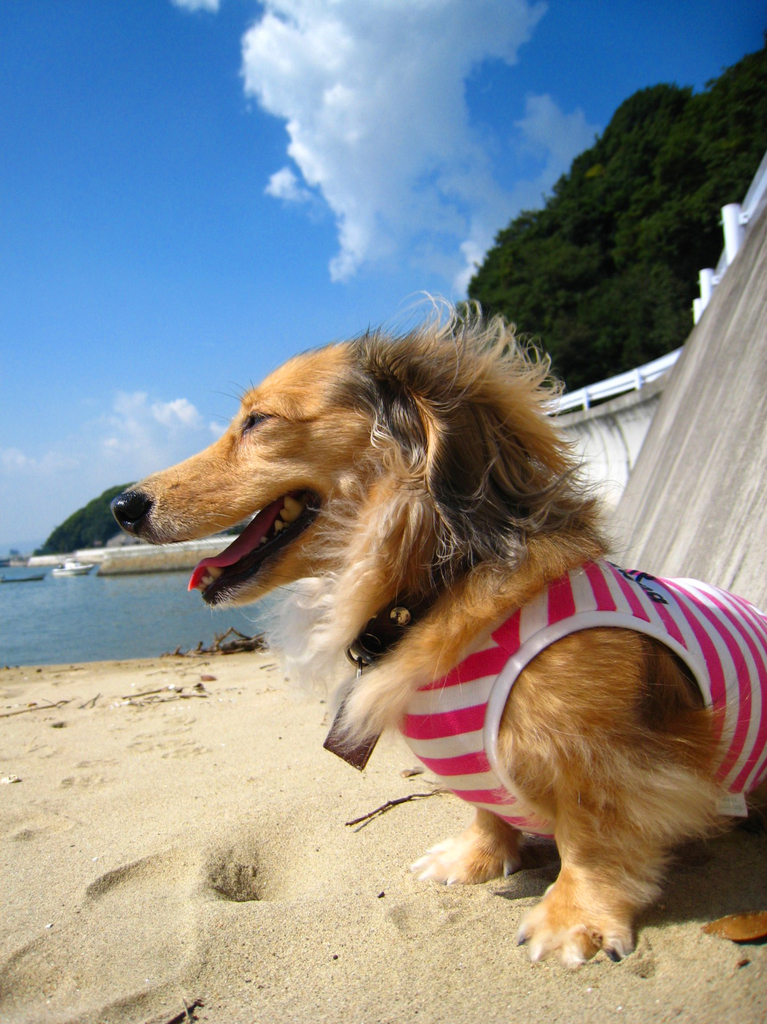 夏のブル