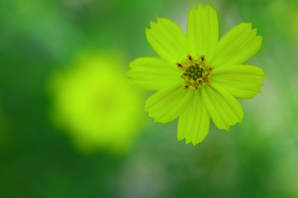 好きな色と好きな花、心の色