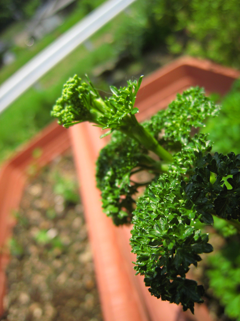 パセリグリーン