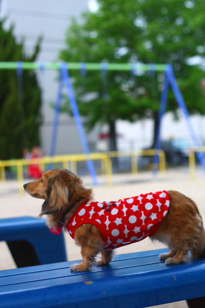 最近の公園ではワンコも撮影会