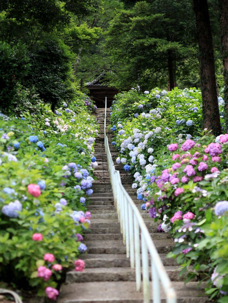 紫陽花の階段