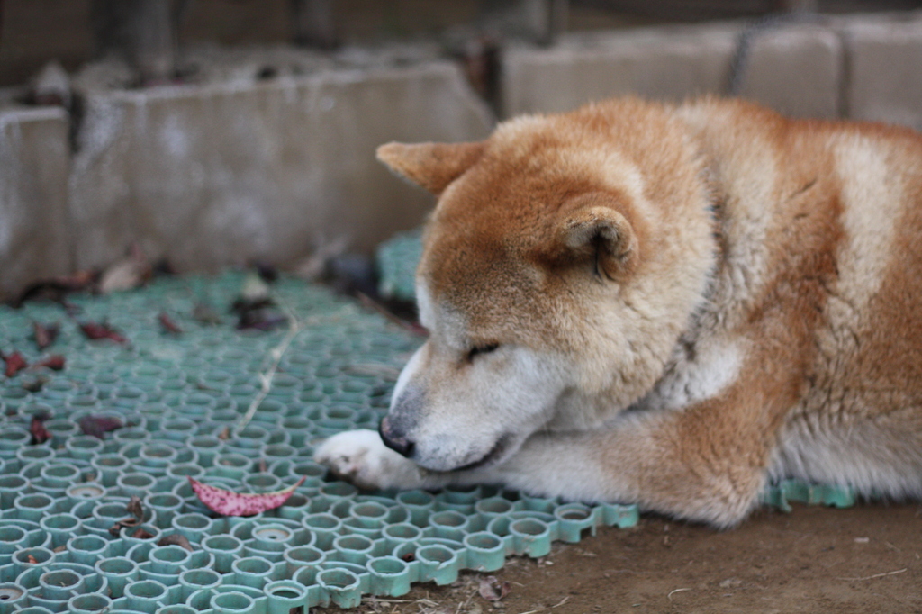 風流犬！？